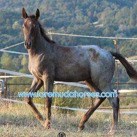 Remuda the gray