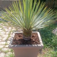 pianta Yucca Rostrata in vaso 30x30