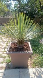 pianta Yucca Rostrata in vaso 30x30
