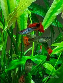 Guppy pesci acquario