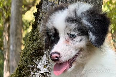Cuccioli Australian Shepherd / Pastore Australiano