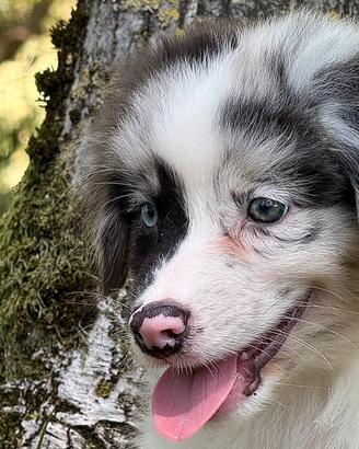 Cuccioli Australian Shepherd / Pastore Australiano