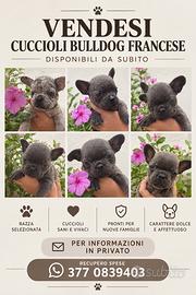 Cuccioli bulldog Francese