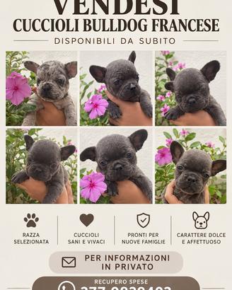 Cuccioli bulldog Francese