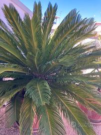 Cycas cicas