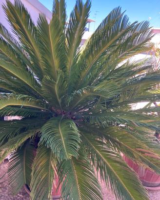 Cycas cicas