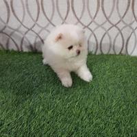 Spritz Pomerania nano