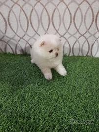 Spritz Pomerania nano