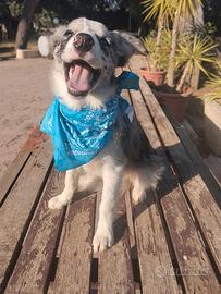 Cuccioli di Border collie