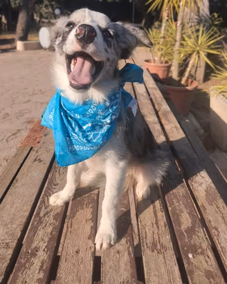 Cuccioli di Border collie