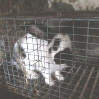 Conigli giganti pezzati