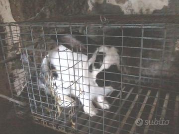 Conigli giganti pezzati