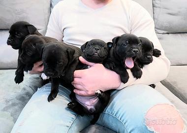 Staffordshire bull terrier