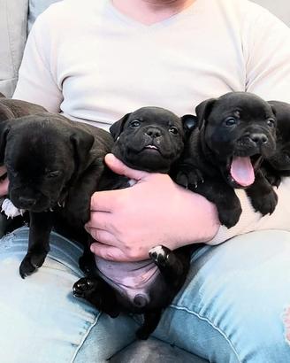 Staffordshire bull terrier