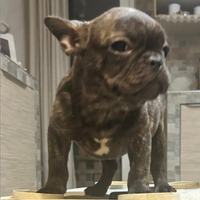 Bulldog francese leggere