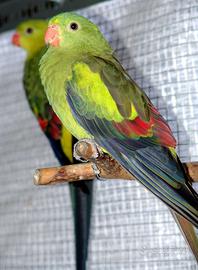 Parrocchetto coda nera