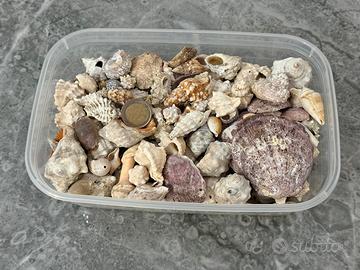 Kit decorazioni del mare