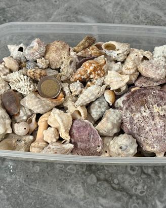 Kit decorazioni del mare