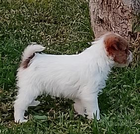 Jack Russell