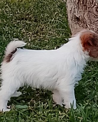 Jack Russell