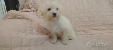Maltese