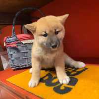 Cuccioli allevati da noi ( shiba inu)