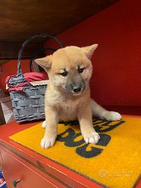Cuccioli allevati da noi ( shiba inu)