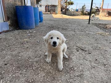 Cuccioli di pastore maremmano abruzzese