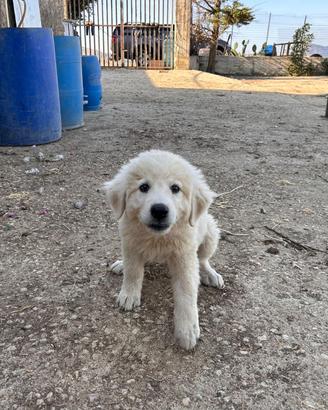 Cuccioli di pastore maremmano abruzzese