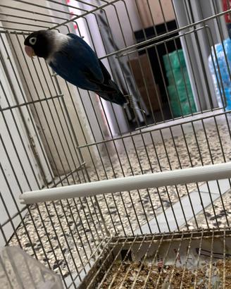 Pappagallo maschio Personata