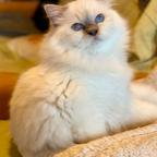 Cucciolo Sacro di Birmania super coccolone