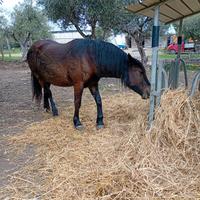 Cavalla francese