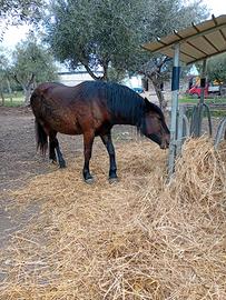 Cavalla francese
