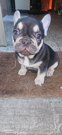 Bulldog francese esotico