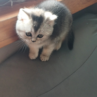 Cuccioli Scottish Fold e Scottish Straight