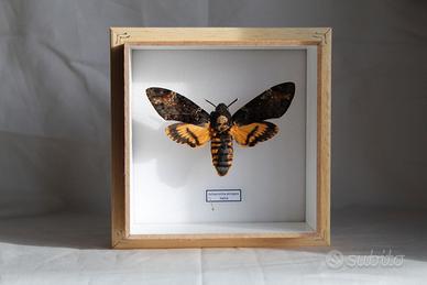 sfinge testa di morto quadro farfalla falena