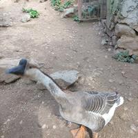 Coppia di oche maschio femmina, cignoide la femmin