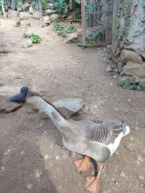 Coppia di oche maschio femmina, cignoide la femmin