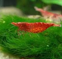 Caridine / gamberi / shrimps red cherry