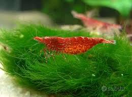 Caridine / gamberi / shrimps red cherry