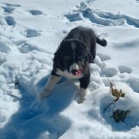 Cuccioli border collie