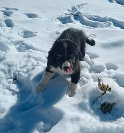 Cuccioli border collie