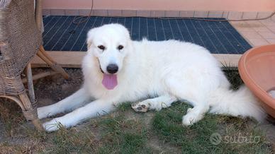 Cane da montagna dei Pirenei