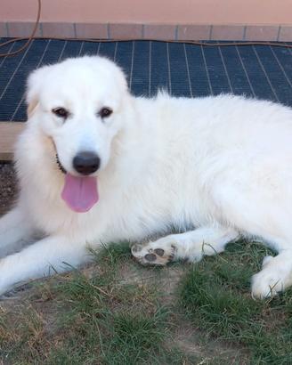 Cane da montagna dei Pirenei
