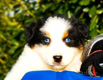 Cucciolo Australian shepherd/ pastore australiano