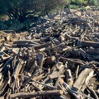 Legna eucalipto secca