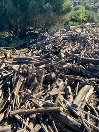 Legna eucalipto secca