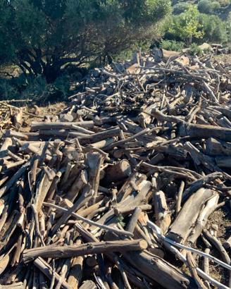 Legna eucalipto secca