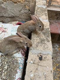 Conigli
