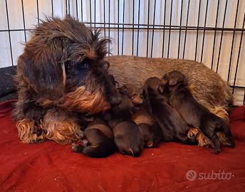 Cuccioli bassotto pelo duro
